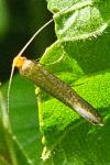 Nematopogon