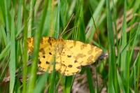 Pseudopanthera macularia