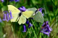 Gonepteryx rhamni