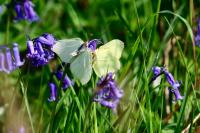 Gonepteryx rhamni