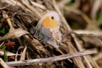 Coenonympha pamphilus