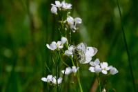 Anthocharis cardamines