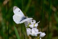 Anthocharis cardamines