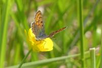 Lycaena tityrus