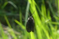 Epichnopterix plumella/sieboldii