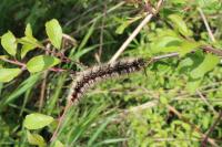 Eriogaster catax