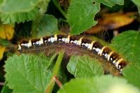Trichiura crataegi