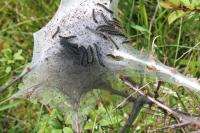 Eriogaster lanestris