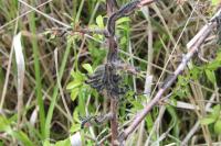 Eriogaster lanestris