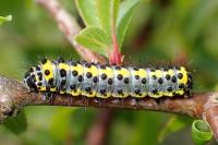 Diloba caeruleocephala