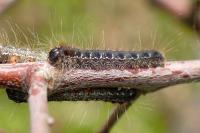 Eriogaster lanestris