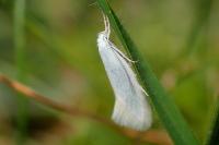 Elachista argentella