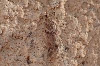 Eudonia angustea