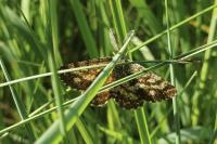 Ematurga atomaria