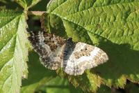 Epirrhoe alternata