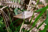 Petrophora chlorosata