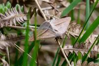 Petrophora chlorosata