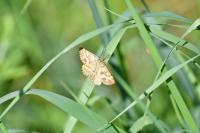 Ematurga atomaria