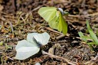 Gonepteryx rhamni