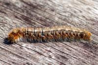Lasiocampa quercus