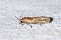 Eucosma cana