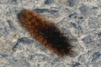 Arctia testudinaria