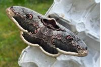 Saturnia pyri