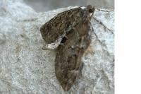 Thera britannica/variata