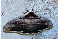 Saturnia pyri
