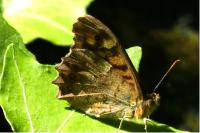 Pararge aegeria