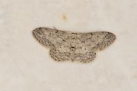 Idaea seriata