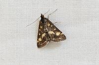 Pyrausta purpuralis