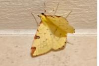 Opisthograptis luteolata