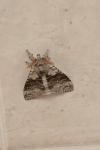 Calliteara pudibunda