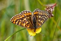 Euphydryas aurinia
