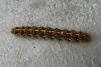 Euplagia quadripunctaria