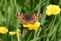 Araschnia levana