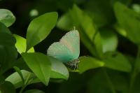 Callophrys rubi