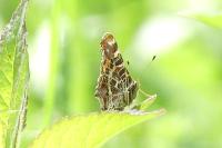 Araschnia levana
