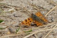 Polygonia c-album