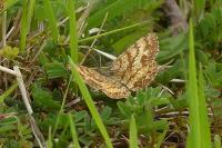 Ematurga atomaria