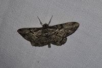 Peribatodes rhomboidaria