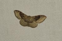 Idaea degeneraria