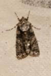 Acronicta rumicis