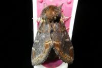 Notodonta dromedarius