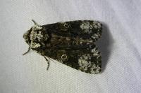 Craniophora ligustri