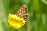 Euphydryas aurinia