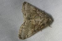Gluphisia crenata