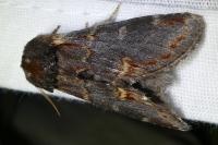 Notodonta dromedarius