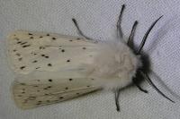 Spilosoma lubricipeda